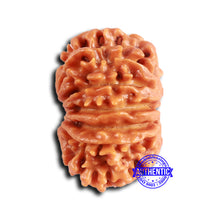 Load image into Gallery viewer, 12 Mukhi Nepalese Rudraksha - Bead No 345