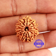 Load image into Gallery viewer, 12 Mukhi Nepalese Rudraksha - Bead No 346