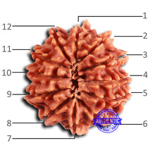 Load image into Gallery viewer, 12 Mukhi Nepalese Rudraksha - Bead No 347