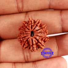 Load image into Gallery viewer, 12 Mukhi Nepalese Rudraksha - Bead No 347