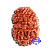 Load image into Gallery viewer, 12 Mukhi Nepalese Rudraksha - Bead No 347