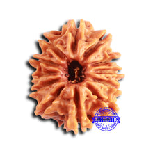 Load image into Gallery viewer, 12 Mukhi Nepalese Rudraksha - Bead No 348
