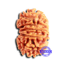 Load image into Gallery viewer, 12 Mukhi Nepalese Rudraksha - Bead No 348