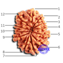 Load image into Gallery viewer, 12 Mukhi Nepalese Rudraksha - Bead No 349