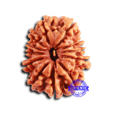 Load image into Gallery viewer, 12 Mukhi Nepalese Rudraksha - Bead No 349