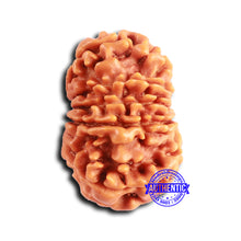 Load image into Gallery viewer, 12 Mukhi Nepalese Rudraksha - Bead No 349