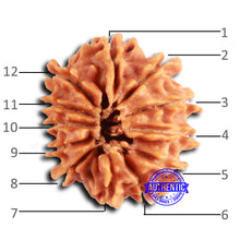 Load image into Gallery viewer, 12 Mukhi Nepalese Rudraksha - Bead No 351