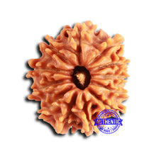 Load image into Gallery viewer, 12 Mukhi Nepalese Rudraksha - Bead No 351