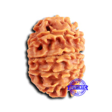 Load image into Gallery viewer, 12 Mukhi Nepalese Rudraksha - Bead No 351