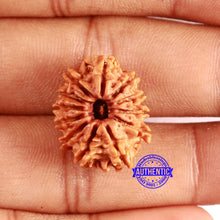 Load image into Gallery viewer, 12 Mukhi Nepalese Rudraksha - Bead No 352