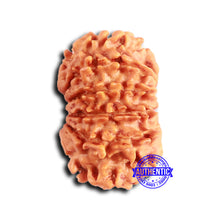 Load image into Gallery viewer, 12 Mukhi Nepalese Rudraksha - Bead No 352