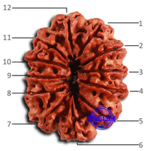 Load image into Gallery viewer, 12 Mukhi Nepalese Rudraksha - Bead No. 354