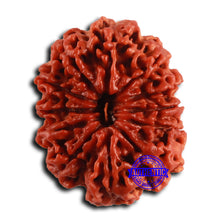 Load image into Gallery viewer, 12 Mukhi Nepalese Rudraksha - Bead No. 354