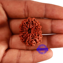 Load image into Gallery viewer, 12 Mukhi Nepalese Rudraksha - Bead No. 354
