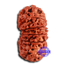 Load image into Gallery viewer, 12 Mukhi Nepalese Rudraksha - Bead No. 354