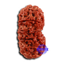 Load image into Gallery viewer, 12 Mukhi Nepalese Rudraksha - Bead No. 354