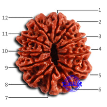 Load image into Gallery viewer, 12 Mukhi Nepalese Rudraksha - Bead No 355