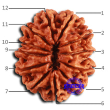Load image into Gallery viewer, 12 Mukhi Nepalese Rudraksha - Bead No. 356