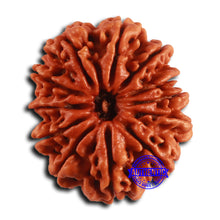 Load image into Gallery viewer, 12 Mukhi Nepalese Rudraksha - Bead No. 356