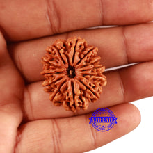 Load image into Gallery viewer, 12 Mukhi Nepalese Rudraksha - Bead No. 356