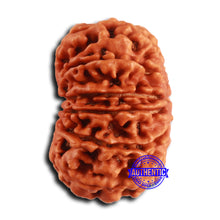 Load image into Gallery viewer, 12 Mukhi Nepalese Rudraksha - Bead No. 356