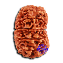 Load image into Gallery viewer, 12 Mukhi Nepalese Rudraksha - Bead No. 356