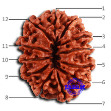 Load image into Gallery viewer, 12 Mukhi Nepalese Rudraksha - Bead No 357