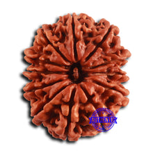 Load image into Gallery viewer, 12 Mukhi Nepalese Rudraksha - Bead No 357