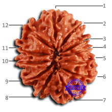 Load image into Gallery viewer, 12 Mukhi Nepalese Rudraksha - Bead No. 358