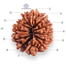 Load image into Gallery viewer, 12 Mukhi Nepalese Rudraksha - Bead No 366