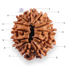 Load image into Gallery viewer, 12 Mukhi Nepalese Rudraksha - Bead No 371
