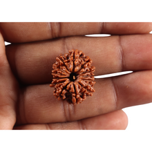 Load image into Gallery viewer, 12 Mukhi Nepalese Rudraksha - Bead No 378
