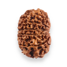 Load image into Gallery viewer, 12 Mukhi Nepalese Rudraksha - Bead No 379