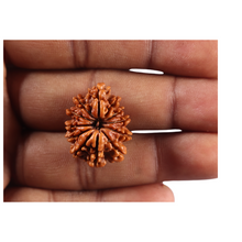Load image into Gallery viewer, 12 Mukhi Nepalese Rudraksha - Bead No 382