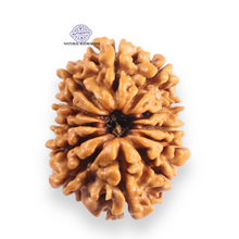 Load image into Gallery viewer, 12 Mukhi Nepalese Rudraksha - Bead No 383