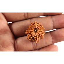 Load image into Gallery viewer, 12 Mukhi Nepalese Rudraksha - Bead No 383