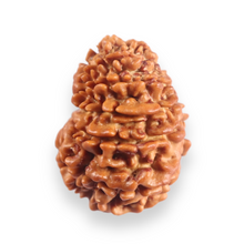 Load image into Gallery viewer, 12 Mukhi Nepalese Rudraksha - Bead No 383