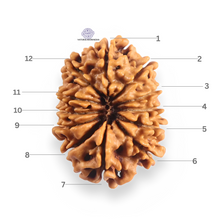 Load image into Gallery viewer, 12 Mukhi Nepalese Rudraksha - Bead No 384