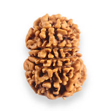 Load image into Gallery viewer, 12 Mukhi Nepalese Rudraksha - Bead No 384
