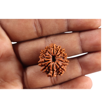 Load image into Gallery viewer, 12 Mukhi Nepalese Rudraksha - Bead No 385