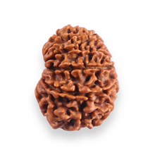 Load image into Gallery viewer, 12 Mukhi Nepalese Rudraksha - Bead No 385