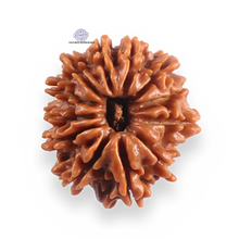 Load image into Gallery viewer, 12 Mukhi Nepalese Rudraksha - Bead No 386