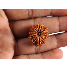 Load image into Gallery viewer, 12 Mukhi Nepalese Rudraksha - Bead No 386