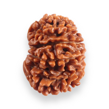 Load image into Gallery viewer, 12 Mukhi Nepalese Rudraksha - Bead No 386