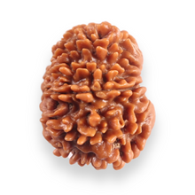 Load image into Gallery viewer, 12 Mukhi Nepalese Rudraksha - Bead No 386