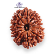 Load image into Gallery viewer, 12 Mukhi Nepalese Rudraksha - Bead No 387