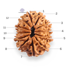 Load image into Gallery viewer, 12 Mukhi Nepalese Rudraksha - Bead No 388