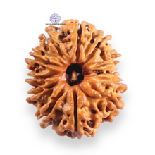 Load image into Gallery viewer, 12 Mukhi Nepalese Rudraksha - Bead No 388