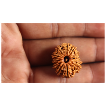 Load image into Gallery viewer, 12 Mukhi Nepalese Rudraksha - Bead No 388