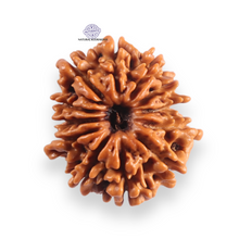 Load image into Gallery viewer, 12 Mukhi Nepalese Rudraksha - Bead No 389